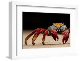 Sally Lightfoot crab on beach, Galapagos Islands-Lucas Bustamante-Framed Photographic Print