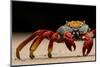 Sally Lightfoot crab on beach, Galapagos Islands-Lucas Bustamante-Mounted Photographic Print
