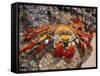 Sally Lightfoot Crab on the Galapagos Islands, Ecuador-Stuart Westmoreland-Framed Stretched Canvas