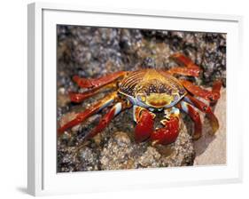 Sally Lightfoot Crab on the Galapagos Islands, Ecuador-Stuart Westmoreland-Framed Photographic Print