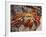 Sally Lightfoot Crab on the Galapagos Islands, Ecuador-Stuart Westmoreland-Framed Photographic Print