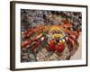 Sally Lightfoot Crab on the Galapagos Islands, Ecuador-Stuart Westmoreland-Framed Photographic Print