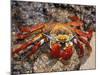 Sally Lightfoot Crab on the Galapagos Islands, Ecuador-Stuart Westmoreland-Mounted Photographic Print