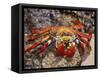 Sally Lightfoot Crab on the Galapagos Islands, Ecuador-Stuart Westmoreland-Framed Stretched Canvas