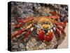 Sally Lightfoot Crab on the Galapagos Islands, Ecuador-Stuart Westmoreland-Stretched Canvas