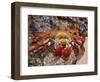 Sally Lightfoot Crab on the Galapagos Islands, Ecuador-Stuart Westmoreland-Framed Photographic Print