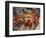 Sally Lightfoot Crab on the Galapagos Islands, Ecuador-Stuart Westmoreland-Framed Photographic Print