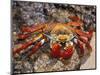 Sally Lightfoot Crab on the Galapagos Islands, Ecuador-Stuart Westmoreland-Mounted Photographic Print