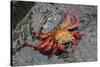 Sally Lightfoot Crab-Arthur Morris-Stretched Canvas