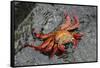 Sally Lightfoot Crab-Arthur Morris-Framed Stretched Canvas