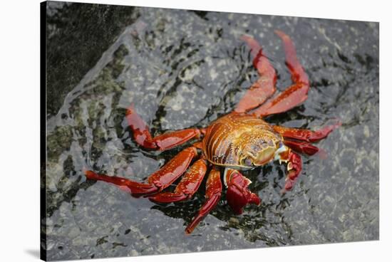 Sally Lightfoot Crab-Arthur Morris-Stretched Canvas