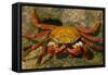 Sally Lightfoot Crab-DLILLC-Framed Stretched Canvas
