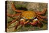 Sally Lightfoot Crab-DLILLC-Stretched Canvas