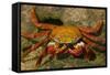 Sally Lightfoot Crab-DLILLC-Framed Stretched Canvas