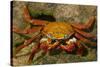 Sally Lightfoot Crab-DLILLC-Stretched Canvas