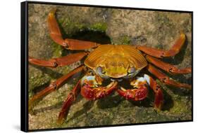 Sally Lightfoot Crab-DLILLC-Framed Stretched Canvas