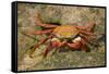 Sally Lightfoot Crab-DLILLC-Framed Stretched Canvas