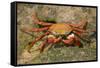 Sally Lightfoot Crab-DLILLC-Framed Stretched Canvas