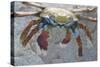 Sally Lightfoot Crab-DLILLC-Stretched Canvas