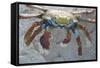 Sally Lightfoot Crab-DLILLC-Framed Stretched Canvas