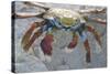 Sally Lightfoot Crab-DLILLC-Stretched Canvas