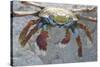 Sally Lightfoot Crab-DLILLC-Stretched Canvas