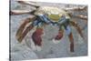 Sally Lightfoot Crab-DLILLC-Stretched Canvas