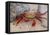 Sally Lightfoot Crab-DLILLC-Framed Stretched Canvas