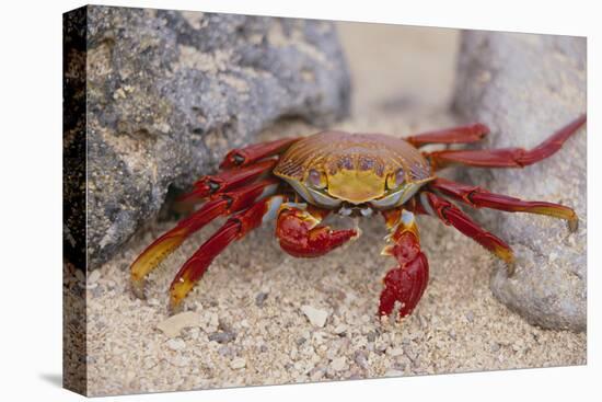 Sally Lightfoot Crab-DLILLC-Stretched Canvas