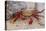 Sally Lightfoot Crab-DLILLC-Stretched Canvas