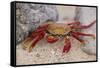 Sally Lightfoot Crab-DLILLC-Framed Stretched Canvas