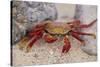 Sally Lightfoot Crab-DLILLC-Stretched Canvas