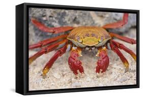 Sally Lightfoot Crab-DLILLC-Framed Stretched Canvas