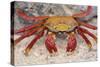 Sally Lightfoot Crab-DLILLC-Stretched Canvas