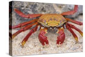 Sally Lightfoot Crab-DLILLC-Stretched Canvas