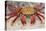 Sally Lightfoot Crab-DLILLC-Stretched Canvas