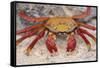 Sally Lightfoot Crab-DLILLC-Framed Stretched Canvas