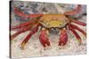 Sally Lightfoot Crab-DLILLC-Stretched Canvas