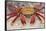 Sally Lightfoot Crab-DLILLC-Framed Stretched Canvas