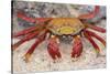 Sally Lightfoot Crab-DLILLC-Stretched Canvas