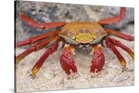 Sally Lightfoot Crab-DLILLC-Stretched Canvas