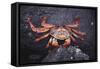 Sally Lightfoot Crab-DLILLC-Framed Stretched Canvas