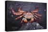 Sally Lightfoot Crab-DLILLC-Stretched Canvas