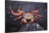 Sally Lightfoot Crab-DLILLC-Stretched Canvas