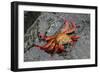 Sally Lightfoot Crab-Arthur Morris-Framed Photographic Print