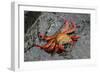 Sally Lightfoot Crab-Arthur Morris-Framed Photographic Print