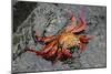 Sally Lightfoot Crab-Arthur Morris-Mounted Photographic Print