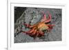 Sally Lightfoot Crab-Arthur Morris-Framed Photographic Print