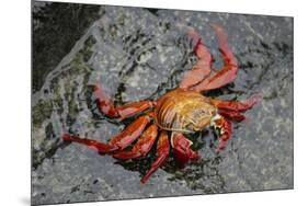 Sally Lightfoot Crab-Arthur Morris-Mounted Photographic Print