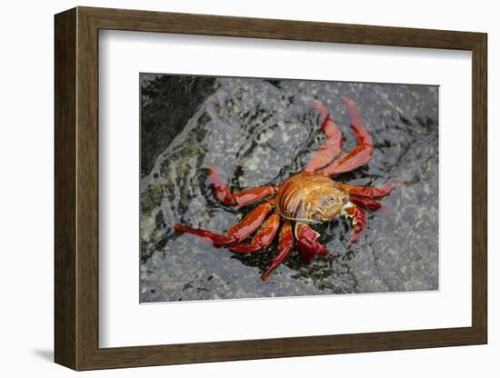 Sally Lightfoot Crab-Arthur Morris-Framed Photographic Print